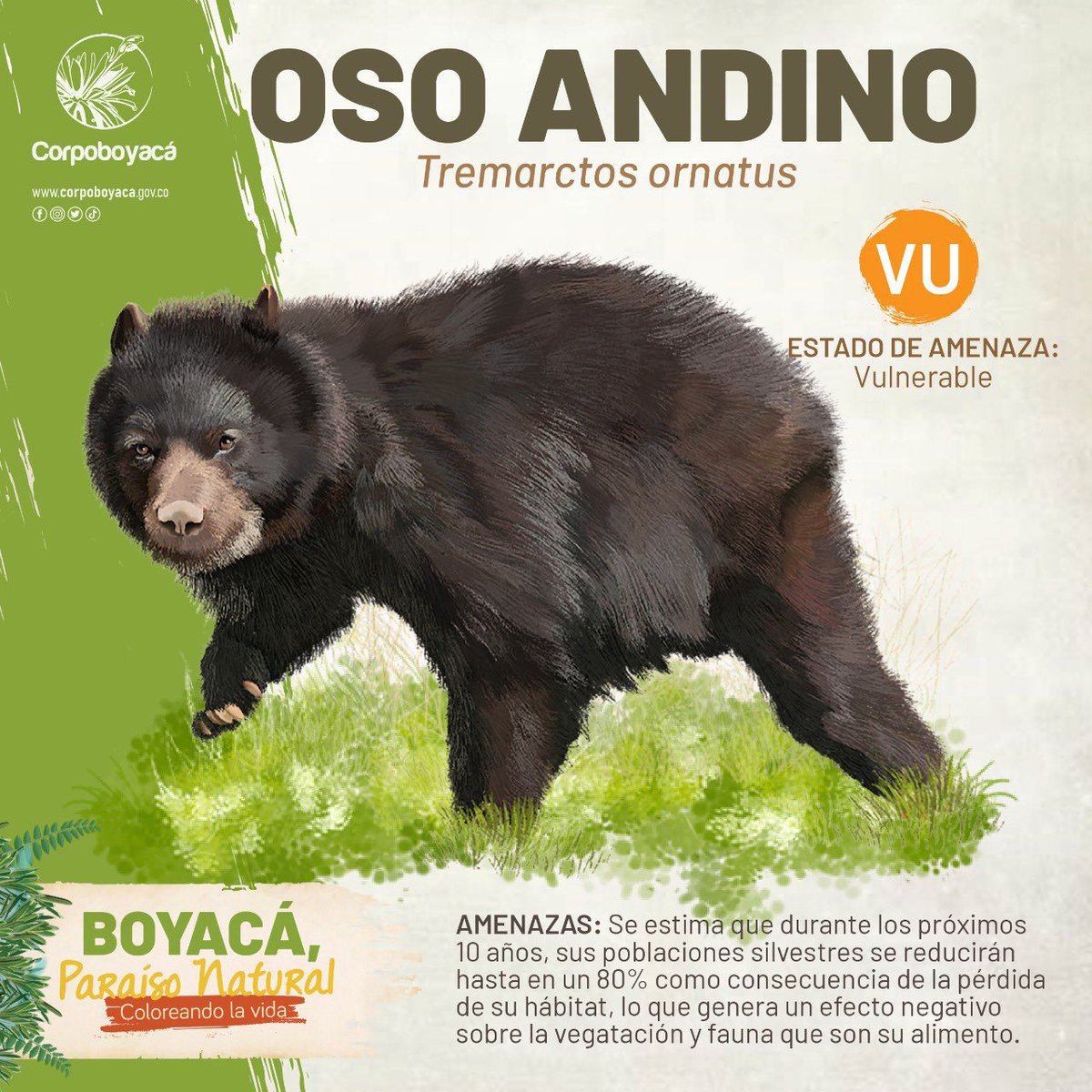 Corpoboyaca's tweet photo. #DíaDeProtecciondelaNaturaleza

La principal amenaza del Oso andino es la fragmentación y pérdida de su hábitat natural.

Conoce más de nuestra fauna en la cartilla #BoyacáParaísoNatural: hagamos un trueque 🤝 https://t.co/A9rS4dU78Y
