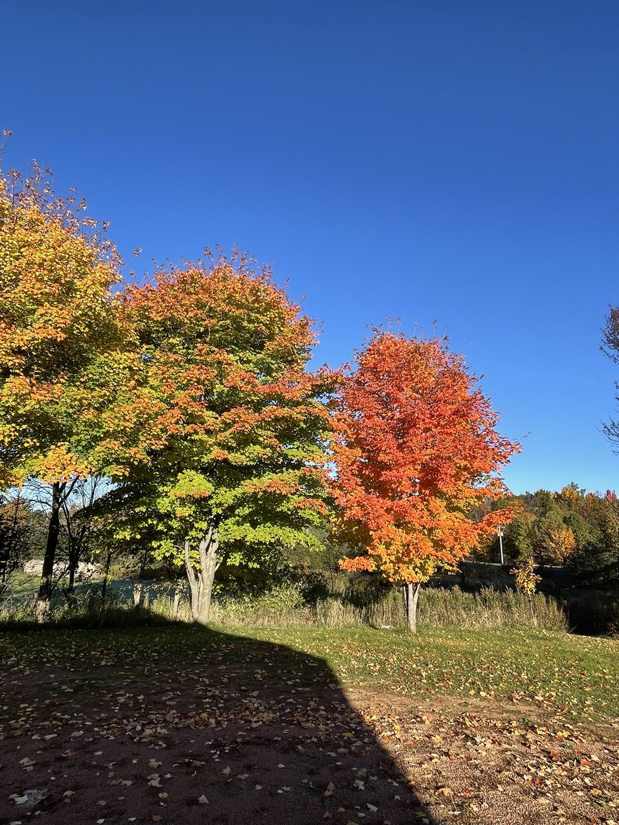 donlin_trish's tweet photo. #fallpics4jen22 wi https://t.co/U7qUB6sHco