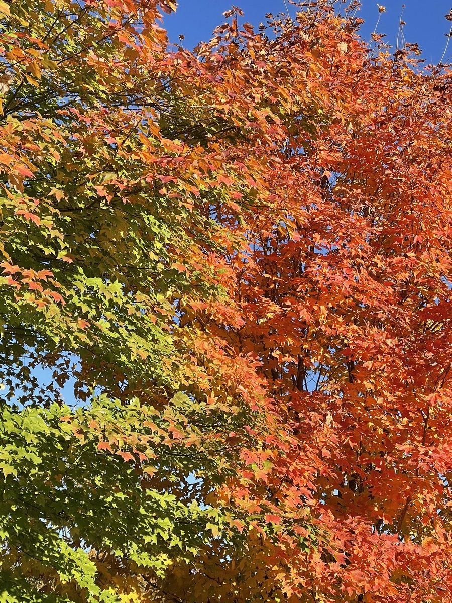 donlin_trish's tweet photo. #fallpics4jen22 wi https://t.co/U7qUB6sHco