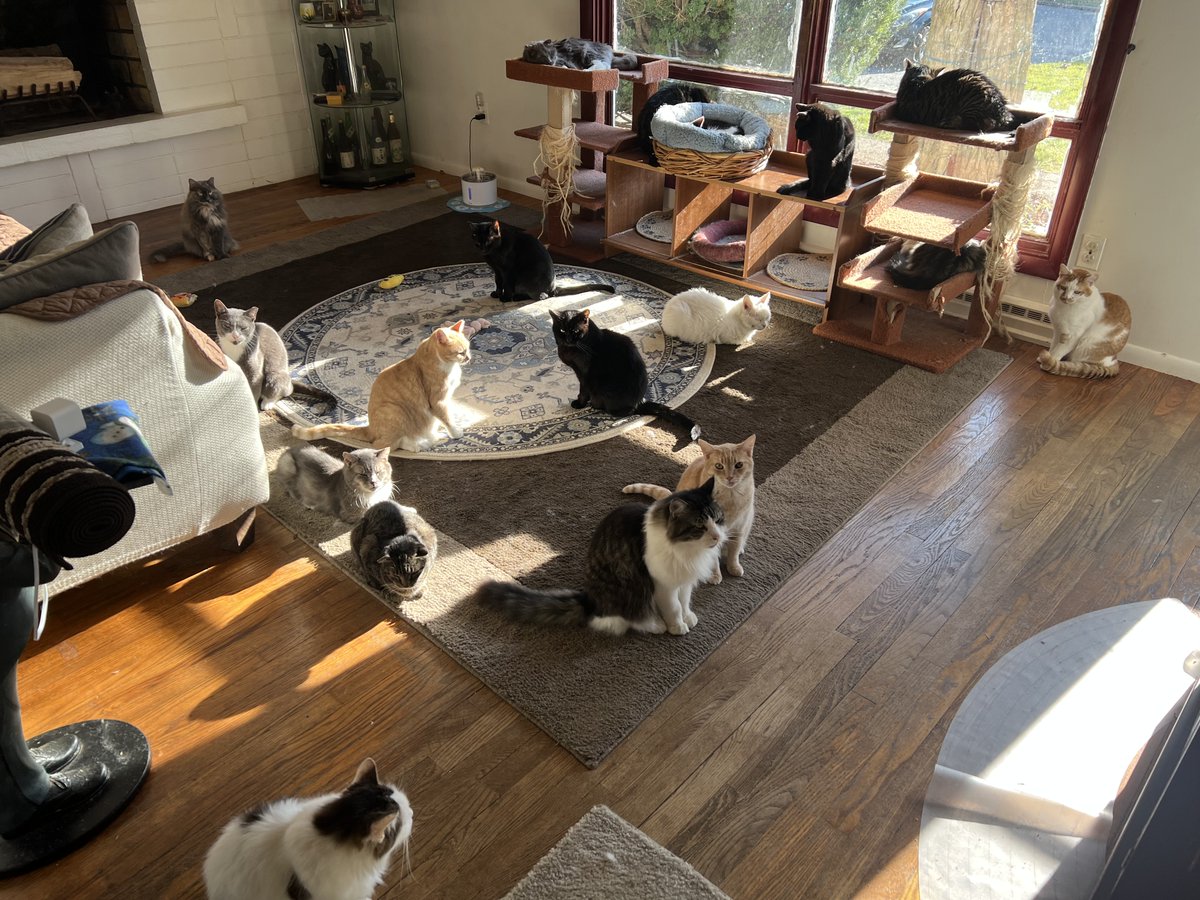 yuckhumankisses's tweet photo. Afternoon sunbath party! 18 cats in 1 frame!
#pawswatch, #rescued https://t.co/C8vSa4xK9M