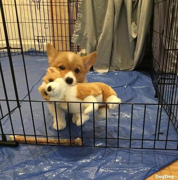 CorgiEveryHour's tweet photo. https://t.co/m61hhvyqRo