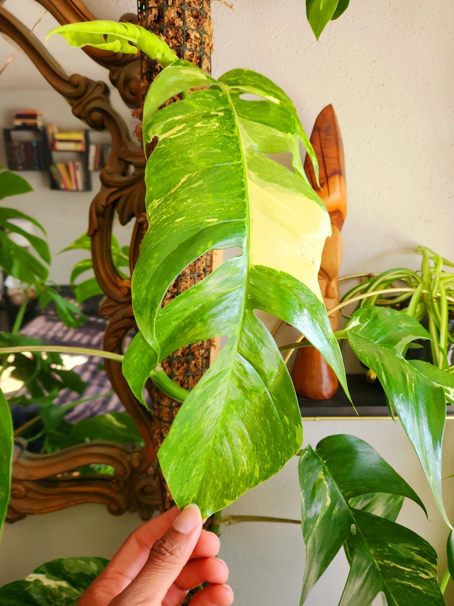 True beauty ✨️ 

📸: instagram.com/7thSon92

#variegatedepipremnumpinnatum #HouseplantHour #houseplant #planttwitter #plantdad #plantlover