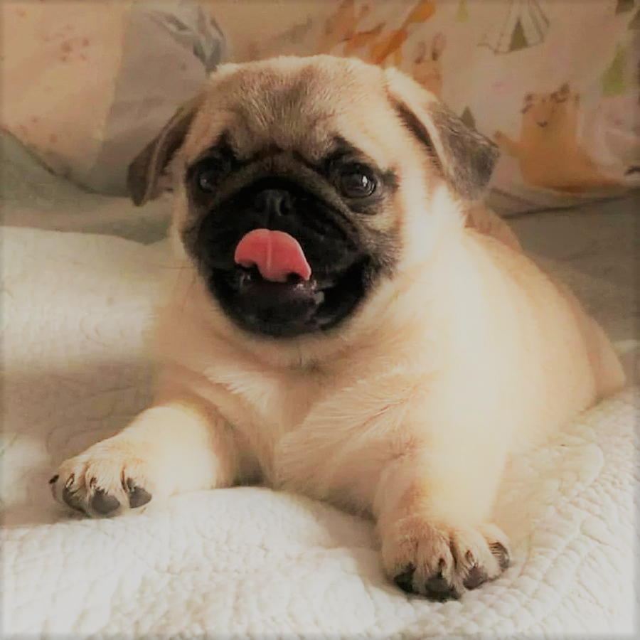 chugs_cd's tweet photo. blep blep blep https://t.co/u5wcwaVvtF
