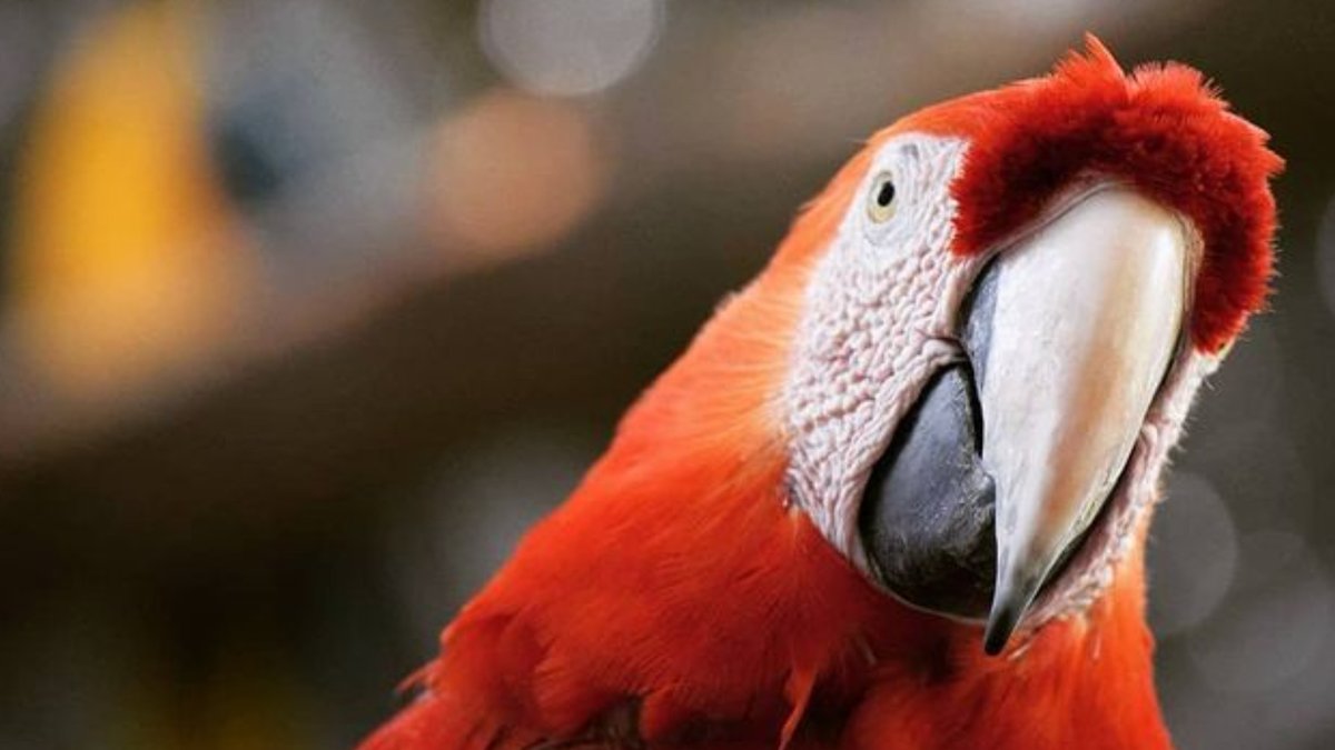 equaventours's tweet photo. 🐒ZOOLÓGICO DE GUAYLLABAMBA🦜
El Zoológico de Quito (también llamado Zoológico de Guayllabamba y Quito Zoo) es el nombre que recibe un jardín zool��gico ubicado en la parroquia de Guayllabamba📌 que sirve a la ciudad de Quito, la capital Ecuador🐒 https://t.co/YloHKkzjmw