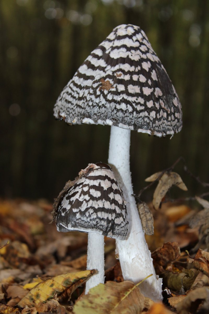 Biborrena's tweet photo. #mushroomtwitter #mushrooms #landscapephotography #landscapedesign #forest #ForestProductsWeek https://t.co/0y1V0062CM