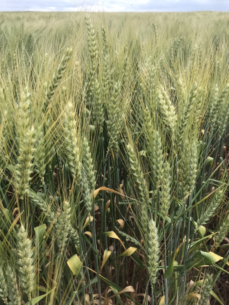 psaa_8's tweet photo. #Trigo
Chacra despareja, aguantando cómo puede este 🌾 #Syn211
Zonas más limitantes de la chacra terminando llenado, zonas con mejor aptitud a la espera de lluvias, aún con área foliar para concretar lo que está en camino
Ojalá 🌧 https://t.co/HkZ4Jcvu82