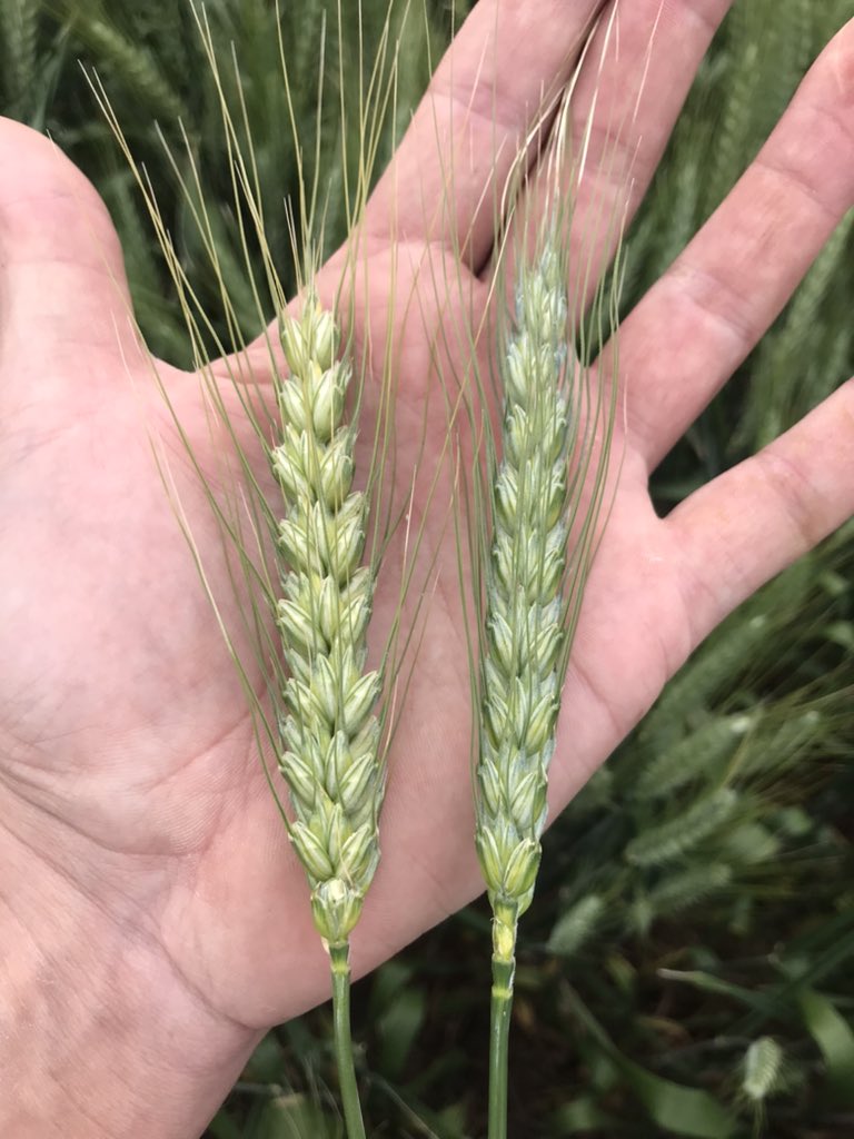 psaa_8's tweet photo. #Trigo
Chacra despareja, aguantando cómo puede este 🌾 #Syn211
Zonas más limitantes de la chacra terminando llenado, zonas con mejor aptitud a la espera de lluvias, aún con área foliar para concretar lo que está en camino
Ojalá 🌧 https://t.co/HkZ4Jcvu82