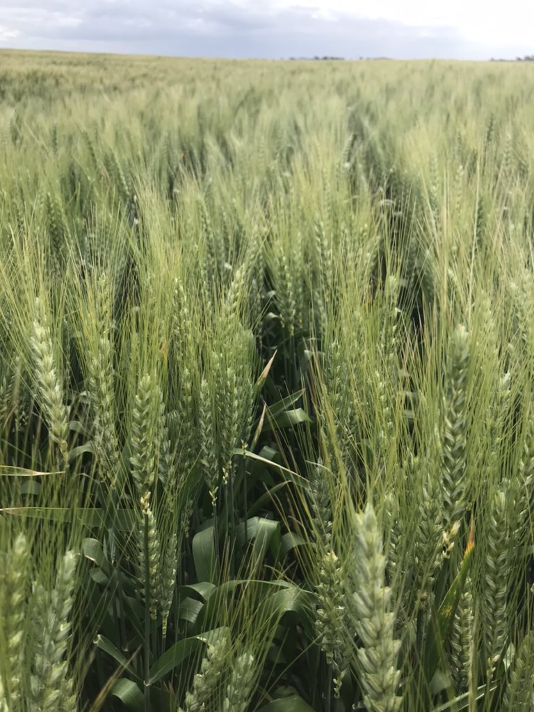 psaa_8's tweet photo. #Trigo
Chacra despareja, aguantando cómo puede este 🌾 #Syn211
Zonas más limitantes de la chacra terminando llenado, zonas con mejor aptitud a la espera de lluvias, aún con área foliar para concretar lo que está en camino
Ojalá 🌧 https://t.co/HkZ4Jcvu82