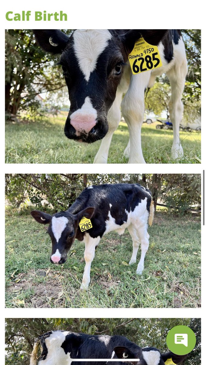 MrsStone2019's tweet photo. She has arrived! My RISE class has adopted a calf and her name is Jasmine! We will learn about her and follow her growth this school year 🐄💚 https://t.co/9O3ats8TsK