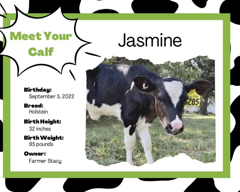 MrsStone2019's tweet photo. She has arrived! My RISE class has adopted a calf and her name is Jasmine! We will learn about her and follow her growth this school year 🐄💚 https://t.co/9O3ats8TsK