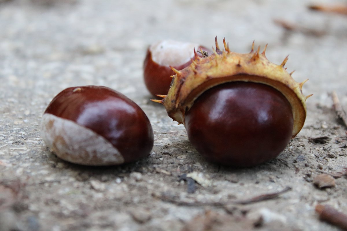 Biborrena's tweet photo. #forest #livingword #landscapephotography #landscapedesign #snain #chestnut #FLOWERFLOWER #flowermagic https://t.co/SdaXlWvqBU