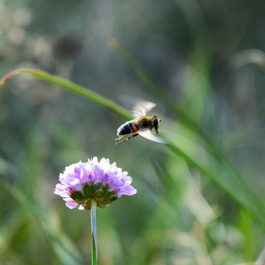 kaoDev's tweet photo. Probably the last bee picture for this year #bees #nature #denmark #🐝 #photography #makro #flower https://t.co/kEb2wLNsnP https://t.co/sE83D3wkz1