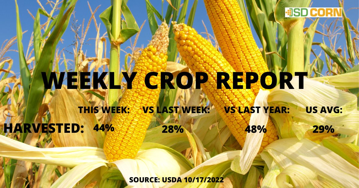 sdcorn's tweet photo. This week's @usdepag crop report puts the state's corn crop at 97% mature and 44% harvested, with 30% rated in fair condition, 35% in good condition and 4% rated excellent.  We wish you all the best this harvest season.
#cornharvest #harvest #corn #cropreport https://t.co/rD2SrUAmls