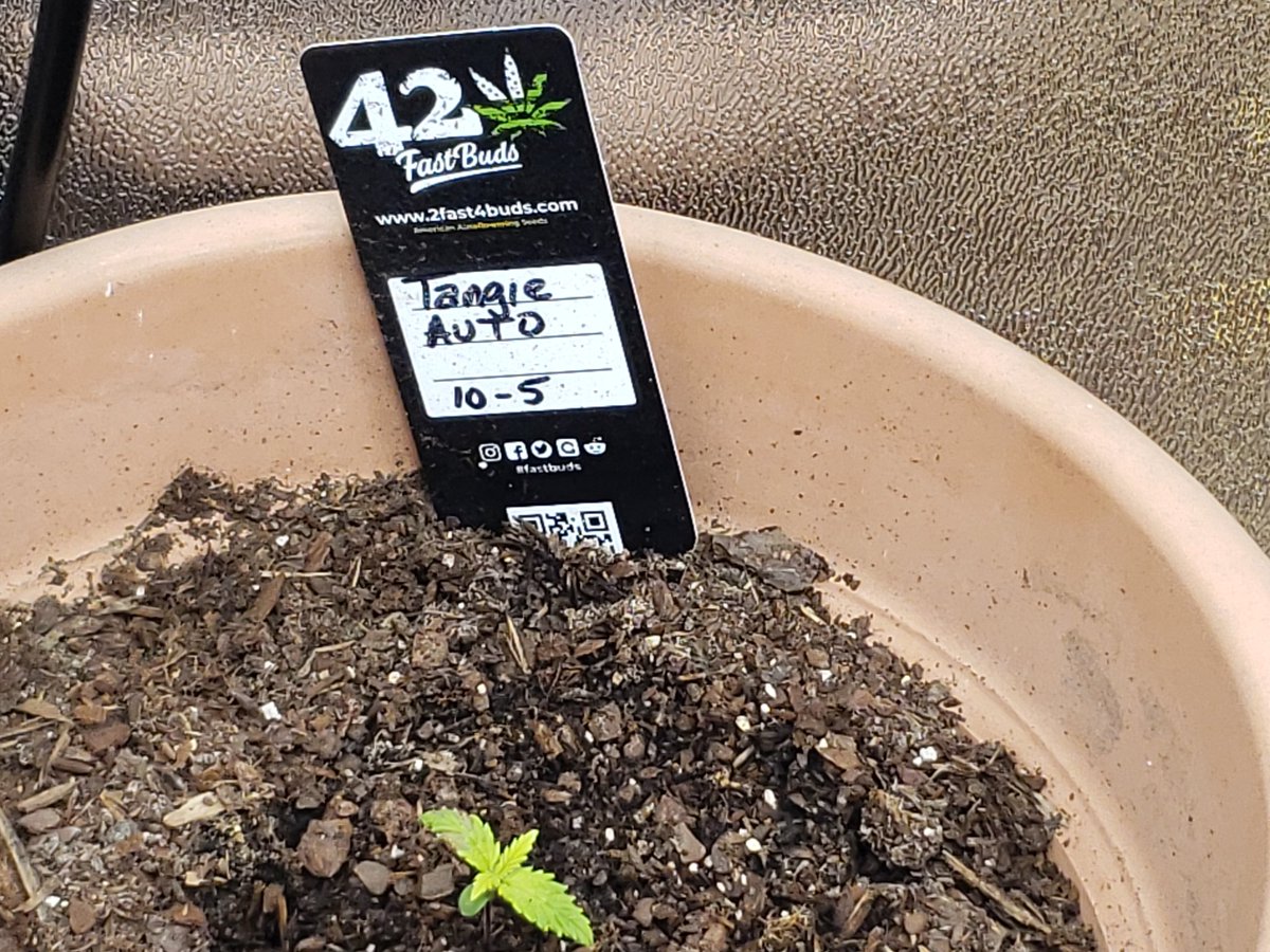 ThaGromie's tweet photo. Look at these girls take off Purple Doses from @buytheseed Sour D Tester from @irvineseedco GG and Tangie Autos from @Fast_Buds all under my 200w UFL-3000 from @UNITFARM_led #Mmemberville #IRVINEARMY #UNITFARMLED #LETSGROW #GYO #CANNABISCOMMUNITY https://t.co/LO70IyzTO5