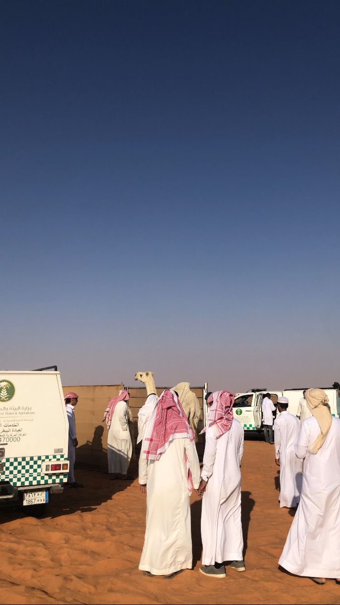 zmoghail's tweet photo. انطلاق مهرجان مزاد الابل في تربة بمنطقة حائل يوم امس وذلك بمشاركة فرع وزارة البيئة والمياه والزراعة ممثل في ادارة الثروة الحيوانية بكادر بيطري مكون من ٩ اطباء ومهندسين للخدمة ملاك الابل وزوار المهرجان والعلاج للابل للجميع الحالات بالعيادات المتنقله #حائل وكذلك مقر ارشادي الزراعي https://t.co/IkU6piAypj