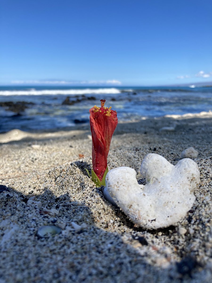 TNKFujimoto's tweet photo. Found a spot, taking a break from #radres2022 to absorb the science and salt air 😍 @TaniguchiMD https://t.co/IEGYYxxgkN