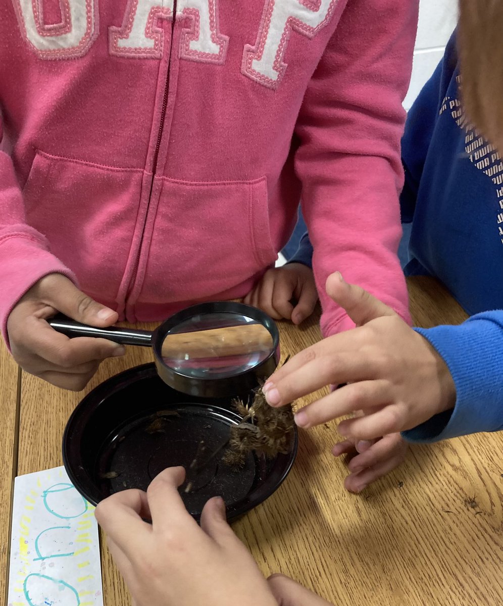 AndreaHaynes3C's tweet photo. Investigating different seeds to see how they might travel away from the parent plant. Lots of great observations! #grade3science @silwrdsb https://t.co/fzFqbWuLMa