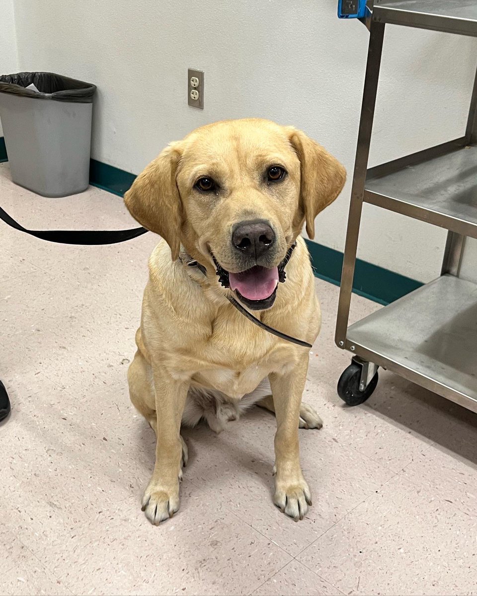 LJHSLions's tweet photo. Ms. Overland’s #Science 6 class got a special visit today from @therealofficerking and his human, Officer Thomas. 🐶 King is a weapons sniffing dog, helping keep our kids and staff safe. Thank you for visiting and informing us!
#LJHS #CCSD #LawrenceLions #CCSDPD https://t.co/9cR2T50iiO