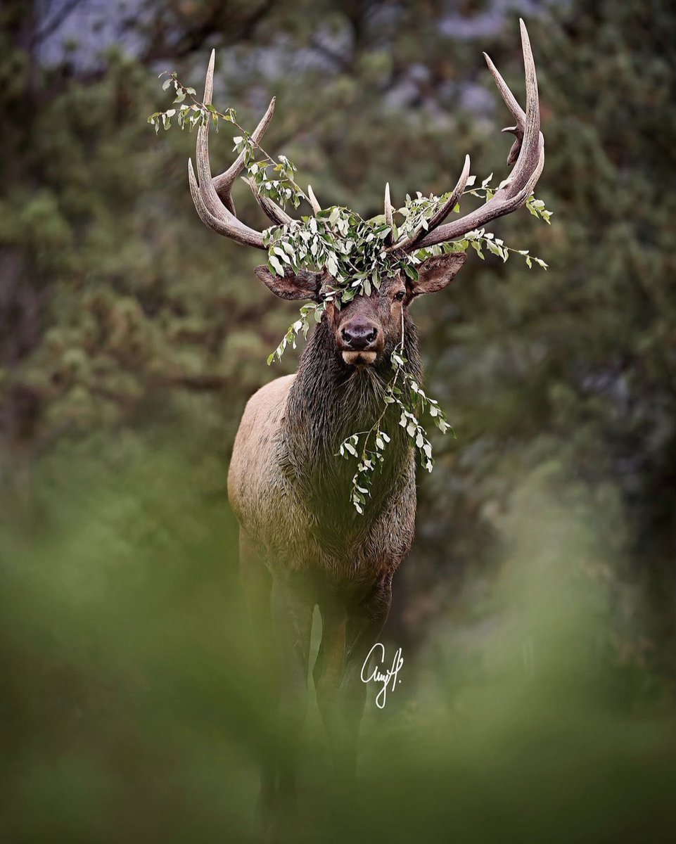animalorbit's tweet photo. Check out this beautiful picture of a strong buck!! Don’t wanna mess with him…
Taken by: @ adventure.amy (insta)
#deer #buck #wildlife #wildanimal #Photos #photograghy https://t.co/0sPzImTpxC