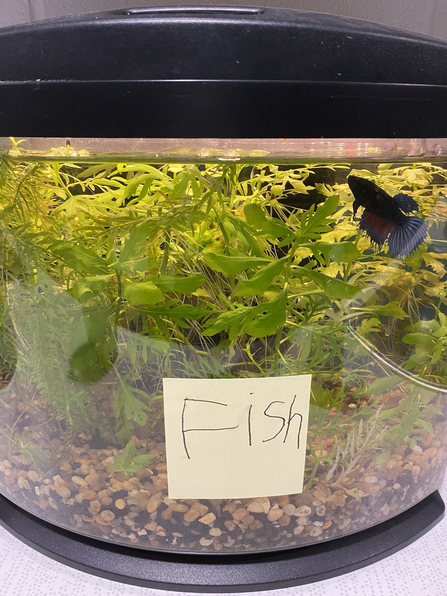 One of my favorite lessons in phonics - labeling our classroom!