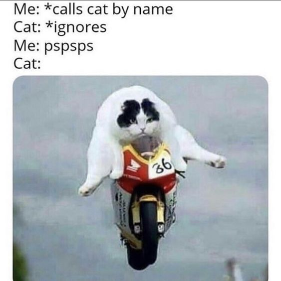 WholesomeMeme's tweet photo. https://t.co/cey05hBy16
