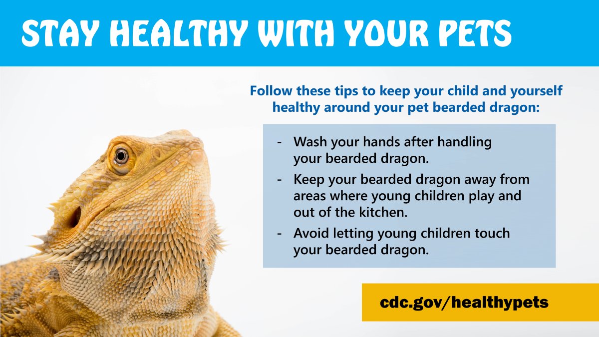 Bearded dragon lizards behind salmonella outbreak, CDC says