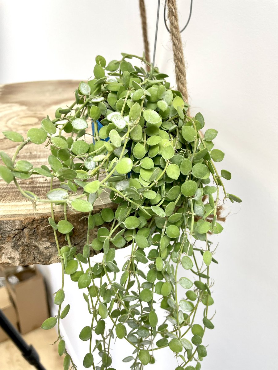 Dischidia #houseplanthour #ukhouseplants