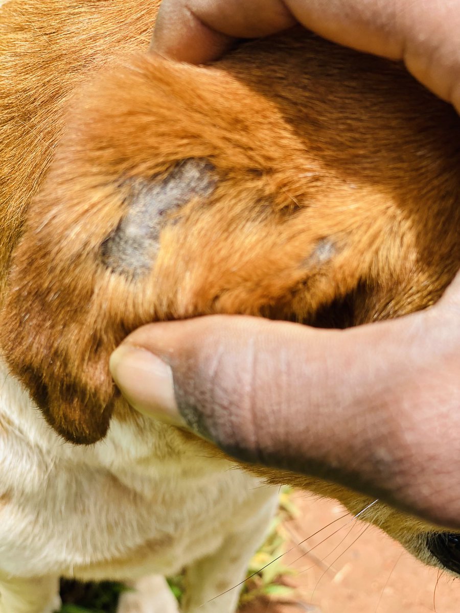 roberts_rescue's tweet photo. Has I have tweeted before. #Jam is newly rescued, which will need some work on him as he’s effected by some skin disease, we kindly asking for some help, from whoever loves and cares about animals; donations through PayPal or gofund page https://t.co/fREJYfKRRe https://t.co/q2mULzRznf