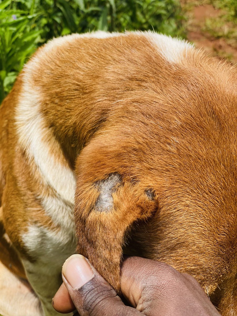 roberts_rescue's tweet photo. Has I have tweeted before. #Jam is newly rescued, which will need some work on him as he’s effected by some skin disease, we kindly asking for some help, from whoever loves and cares about animals; donations through PayPal or gofund page https://t.co/fREJYfKRRe https://t.co/q2mULzRznf