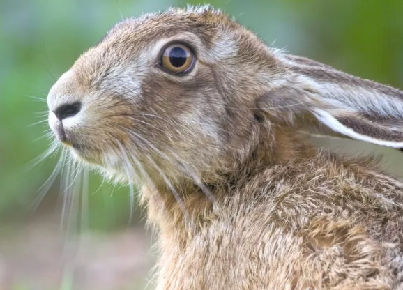 Action Against Hare Hunting tweet media