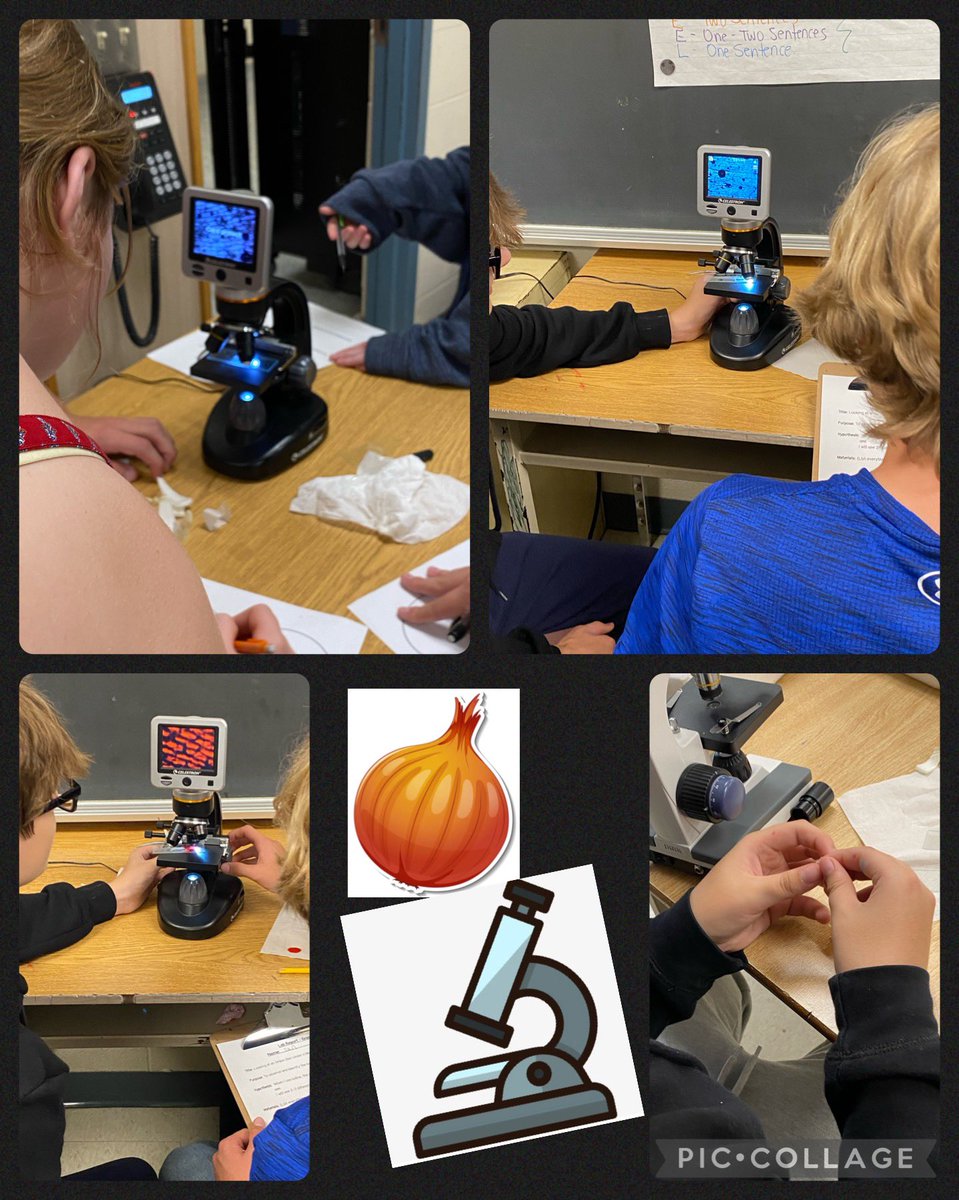 Looking at onion skins under the microscope today in Science. <a href="/cookstowncps/">Cookstown Central Public School</a>
