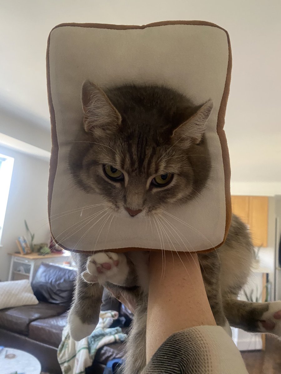 AmandaLHampton's tweet photo. Am I toast? Or is my cat? https://t.co/K7ELBfk1VO