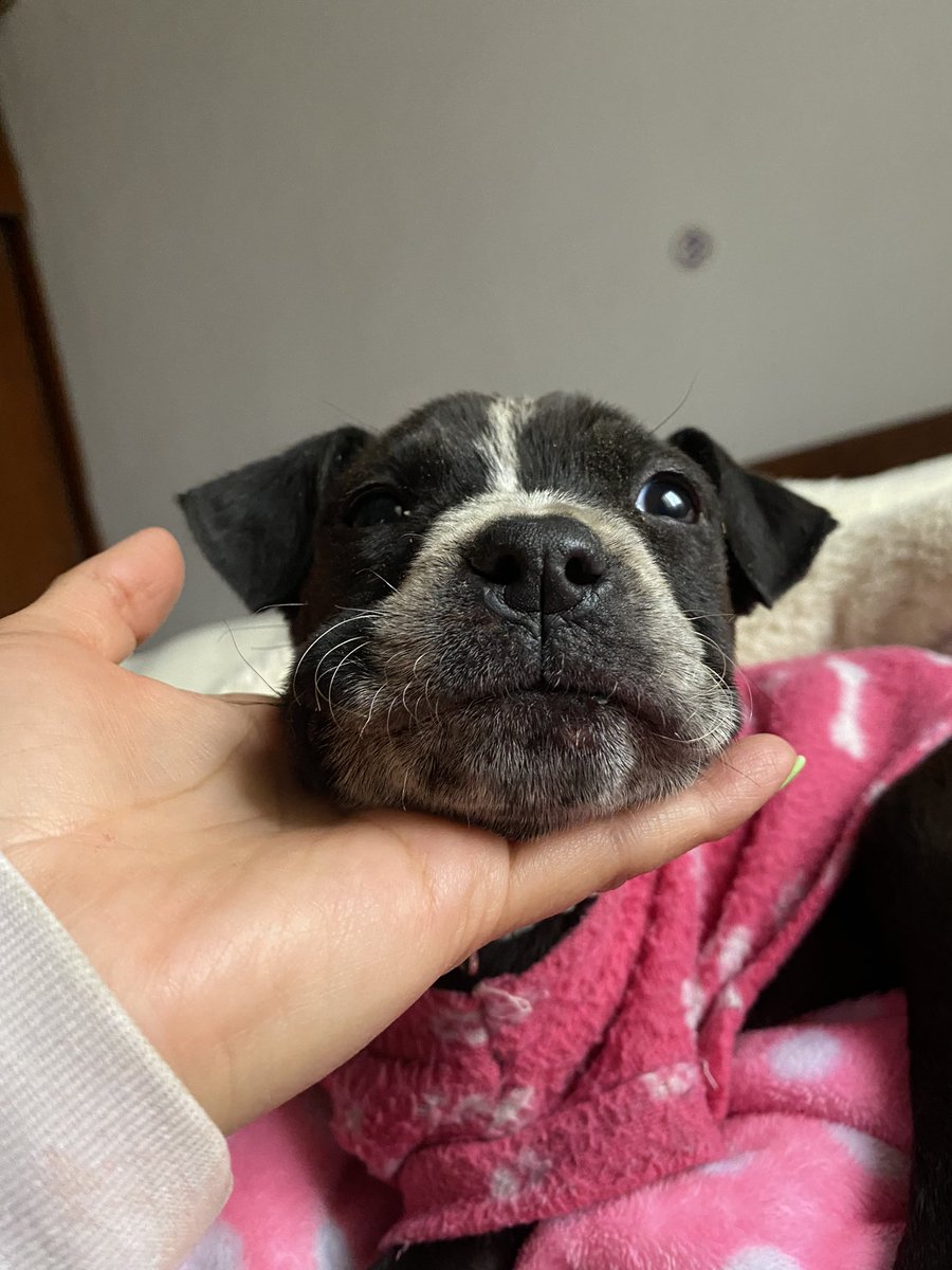 RefugiOceaniCAN's tweet photo. Hola! Amigos! Soy la más recién rescatada… Soy chiquita y ya he sufrido mucho, tengo una historia tan triste que cuando Areli supo lloró… Así que prefiero mejor no hacer llorar a nadie… Tengo un absceso en mi cachete derecho, al parecer d un colmillazo 🙊
Me siento triste👇🏼🧶 https://t.co/CK0pJ8uw4c
