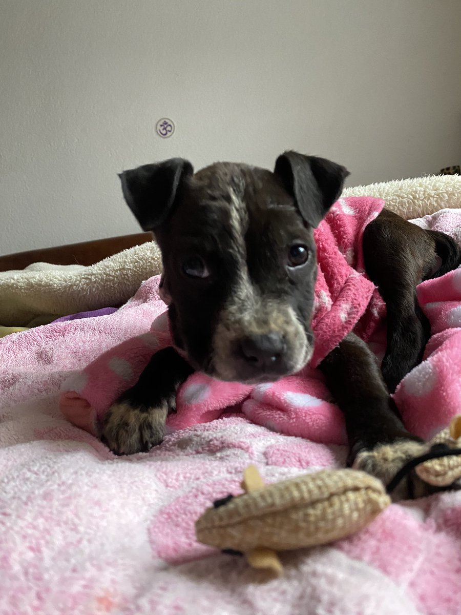RefugiOceaniCAN's tweet photo. Hola! Amigos! Soy la más recién rescatada… Soy chiquita y ya he sufrido mucho, tengo una historia tan triste que cuando Areli supo lloró… Así que prefiero mejor no hacer llorar a nadie… Tengo un absceso en mi cachete derecho, al parecer d un colmillazo 🙊
Me siento triste👇🏼🧶 https://t.co/CK0pJ8uw4c