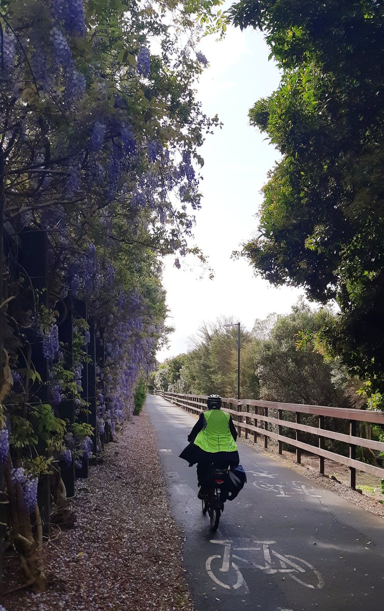 Kristiann_NZ's tweet photo. @fietsprofessor Also Auckland NZ. Sometimes you win, sometimes you lose https://t.co/FDZaTGF3KN