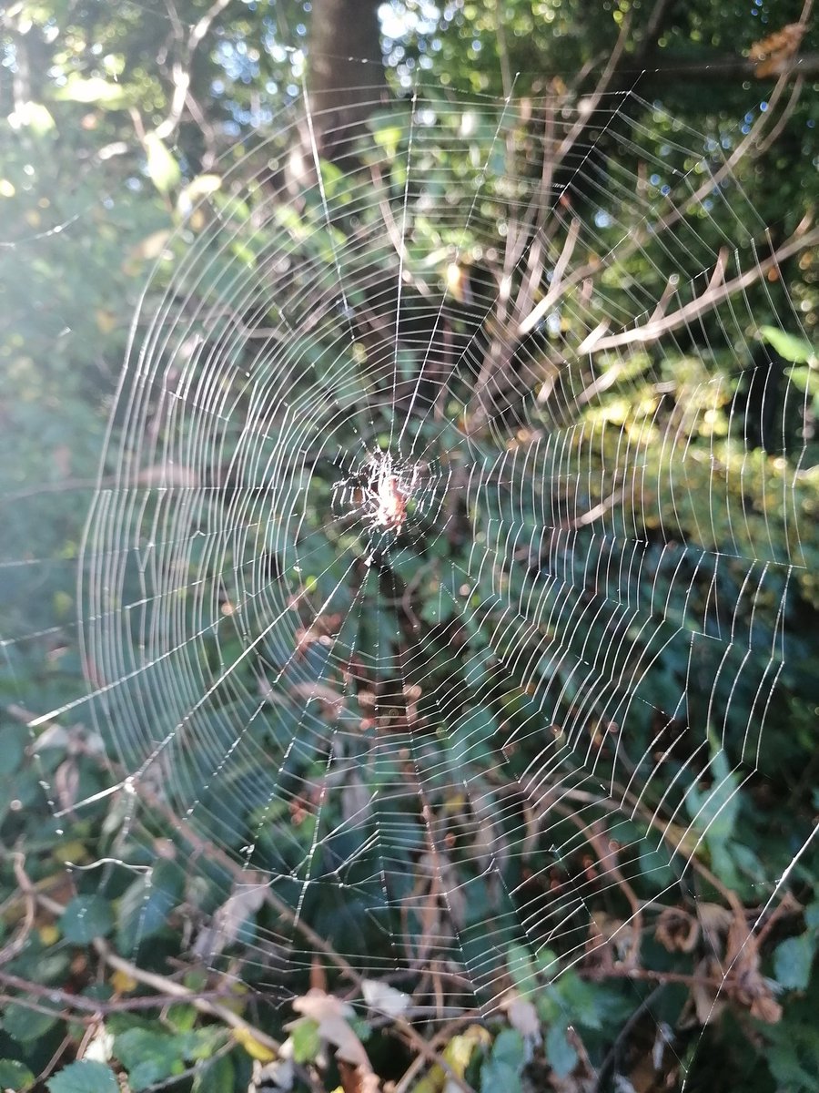 150 boys, ran, walked or stumbled up the bank from the woods onto the grass during the Year 9 Inter House Cross Country about 30cm from this spider patiently waiting for its dinner. I wonder if I was the only person to spot her?