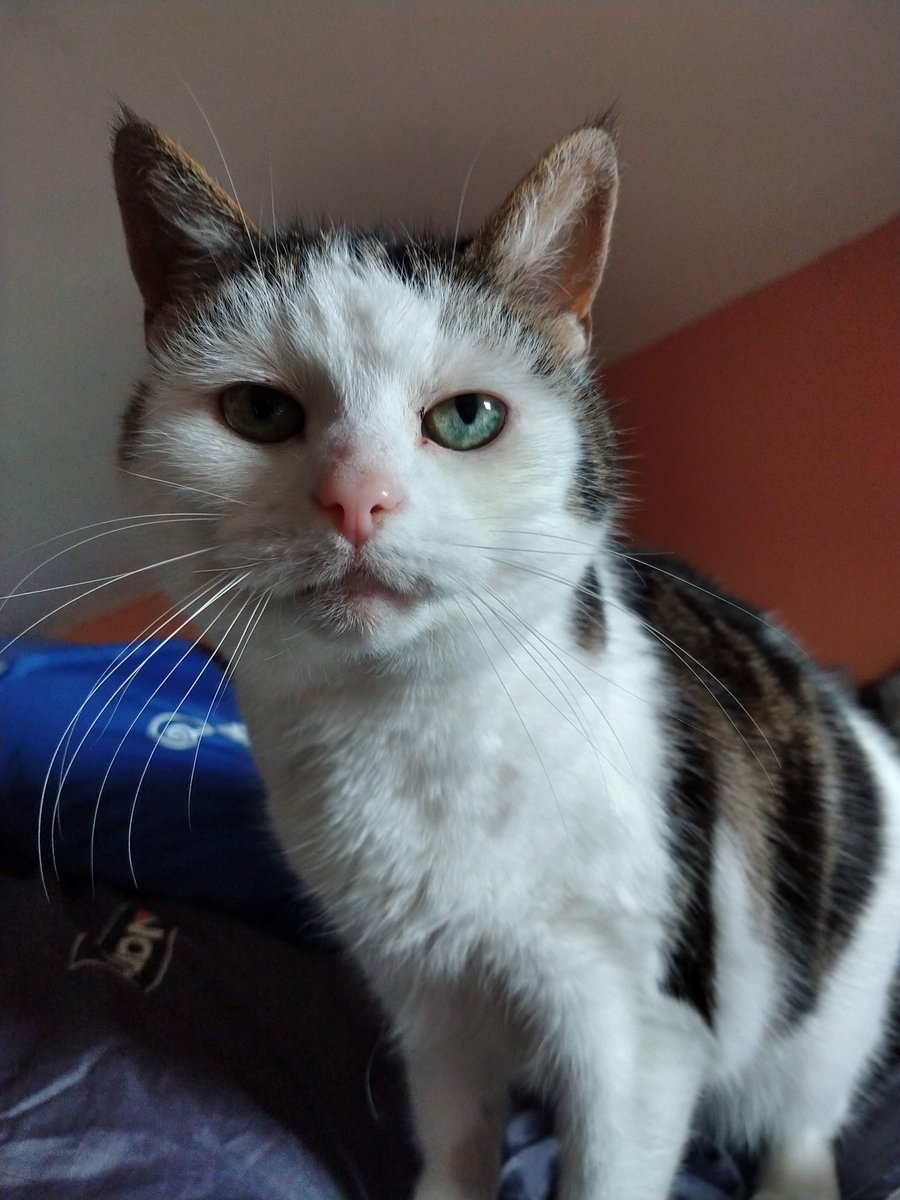 Milo🌈 Tobias🌈and Jasper🌈 tweet media