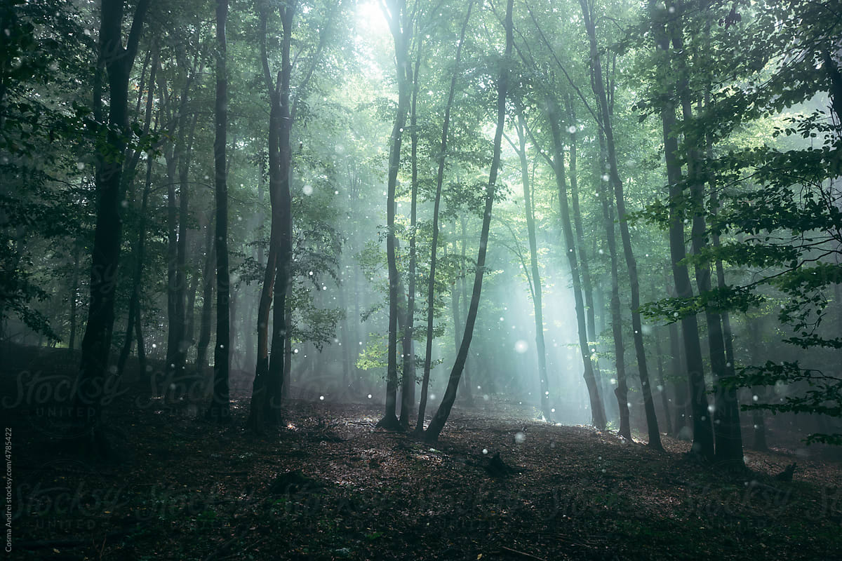 Magical light
#atmospheric #photography #transylvania #nature #surreal #mystery #fog #forest #forestmagic #photocosma