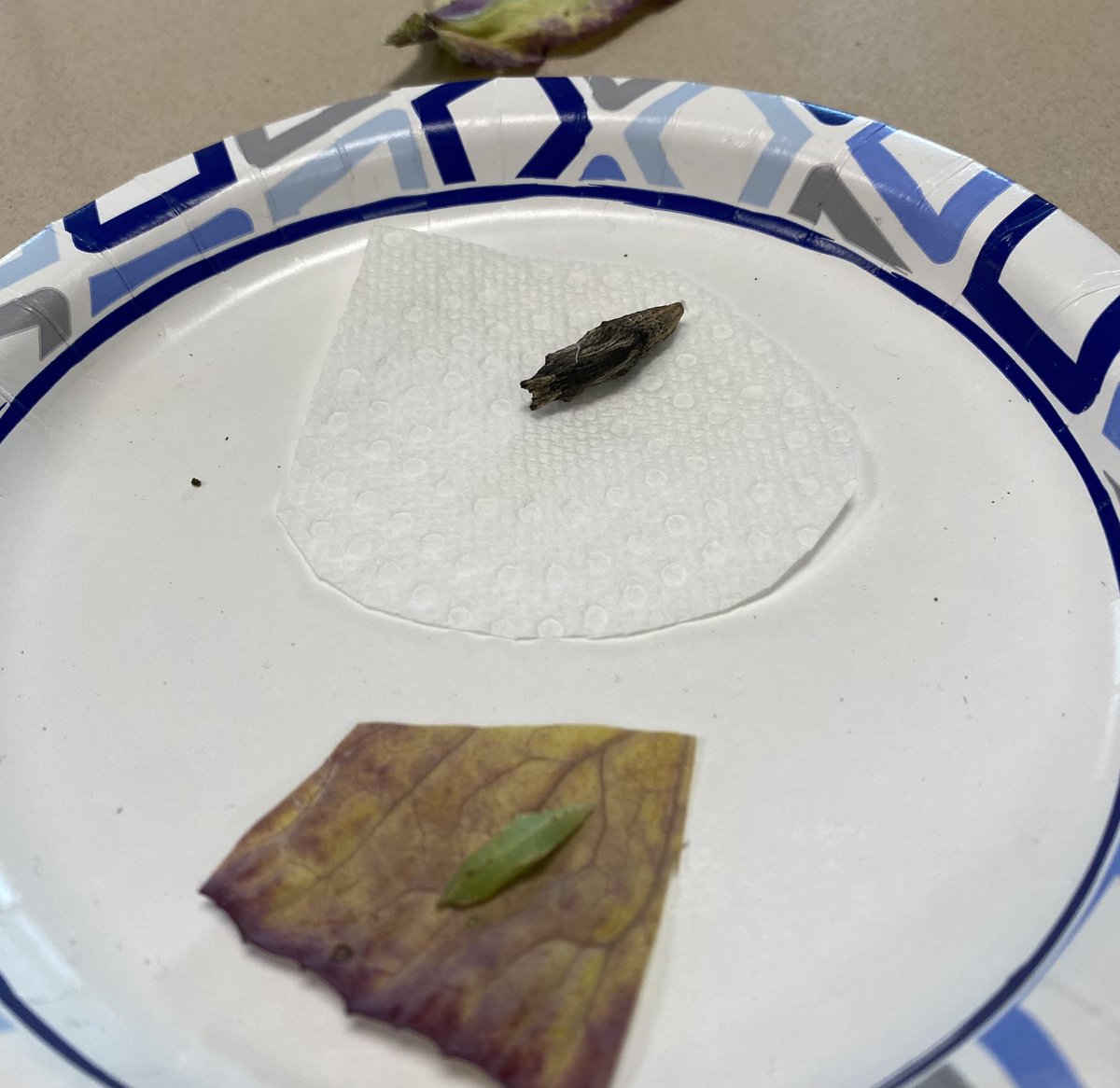 MsWelshNGHS's tweet photo. Carl the Caterpillar is now Carl the Chrysalis! We also have a new @NorthGrandHS Garden Club buddy - Kenny the Cabbage Moth (not really a friend of the garden), but students rule Garden Club, so… we’re keeping him. https://t.co/sKFmTJ8ik8
