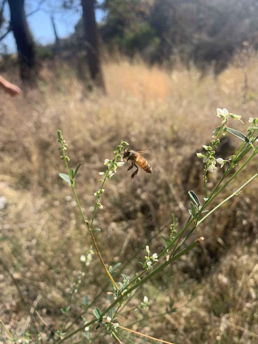 Put in some restoration work at McLaughlin Reserve this weekend with the <a href="/ucdavis/">UC Davis</a> student organization, Hands On the Land🤲🌱 #UCDavisHOTL