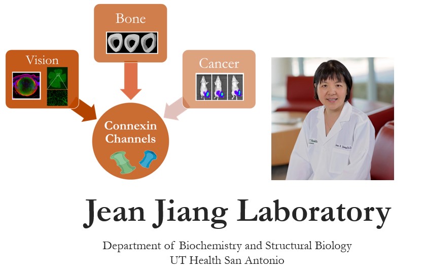 Jiang Lab (@jeanjianglab) on Twitter photo We are the Jiang Lab located <a href="/UTHealthSA/">UT Health San Antonio</a>! We are a multidisciplinary lab group interested in basic and translational science relating to how #connexin #channels affect a multitude of cellular processes. #Follow for research and lab updates 😀 #biochemistry #Science #sanantoniotx We are the Jiang Lab located <a href="/UTHealthSA/">UT Health San Antonio</a>! We are a multidisciplinary lab group interested in basic and translational science relating to how #connexin #channels affect a multitude of cellular processes. #Follow for research and lab updates 😀 #biochemistry #Science #sanantoniotx