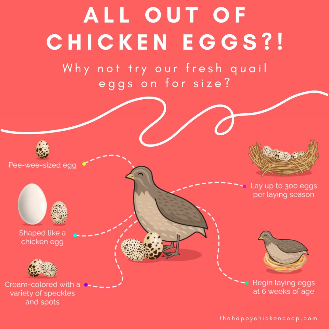 Demand for chicken eggs got you down? Try the eggs from our quail! They’re great hard-boiled, fried, on a pizza, in soup or, or in any way you would use a chicken egg! #MacoskeyCenter #SRU #Sustainability #Yum #Organic #Quail