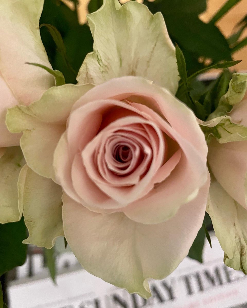 SamWakefieldCC's tweet photo. Ballet slipper pink birthday roses 

#roses #flowers #flowersphotography https://t.co/WlT66oEnH1