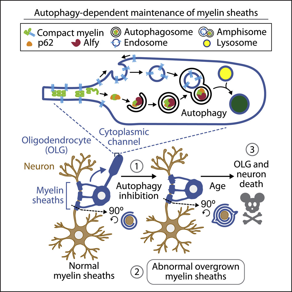 ScienceofPD's tweet photo. You know how oligodendrocytes have become a thing in #Parkinsons with all of the single cell seq work on post mortem tissue?

New research finds inactivation of macroautophagy in oligodendrocytes leads to behavioral dysfunction &amp; neurodegeneration in mice
https://t.co/Q4xHBnKpGX https://t.co/SZqShht91s