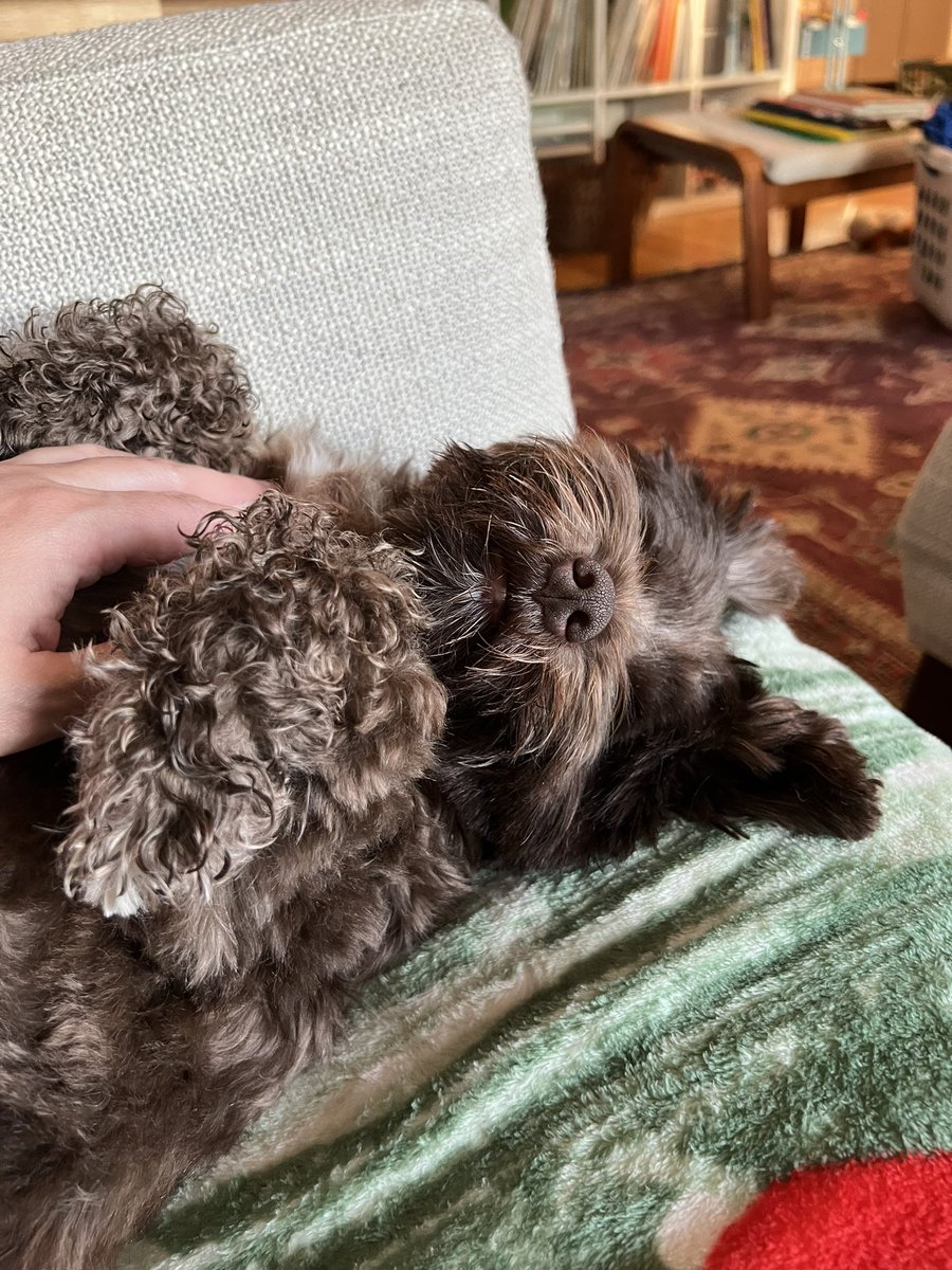 callahkate's tweet photo. @leeloowrites Our new floof, Coco. Loves hugs and belly rubs. https://t.co/S5Ufsx5l2r