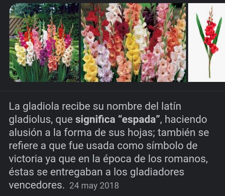 @KindaFrisky The gladiolus gets its name from the Latin gladiolus, which means 'sword', alluding to the shape of its leaves; It also refers to the fact that it was used as a symbol of victory since, in Roman times, these were given to the victorious gladiators.