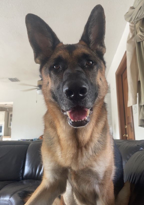 DFB_BSOAlerts's tweet photo. Lost Dog Alert: "Shep" is lost and was last seen in Lighthouse Point on 10/17/22. If he is located, please contact the Broward Sheriff's Office Deerfield Beach District at 954-480-4300 as the family misses him very much. Thank you! #lostdog #pawboost #DFB #pompanobeach https://t.co/jQpZ2DNUiK