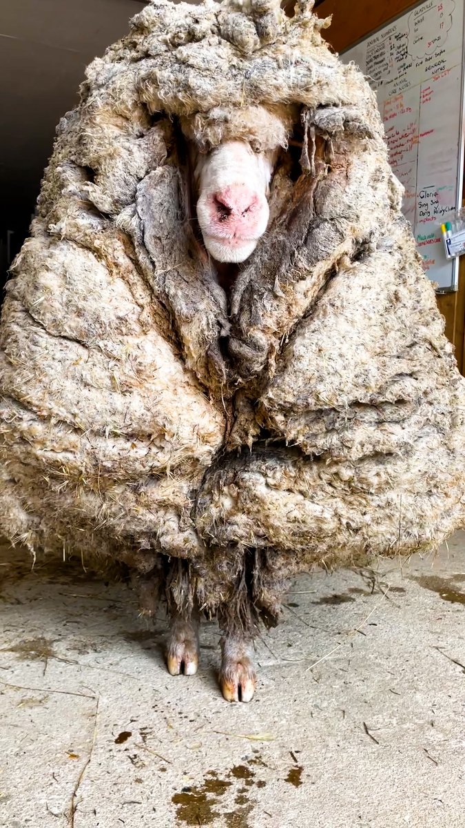 Sheep Lost In Forest For Years Gets 80 Pounds Of Wool Removed And Feels Brand New 