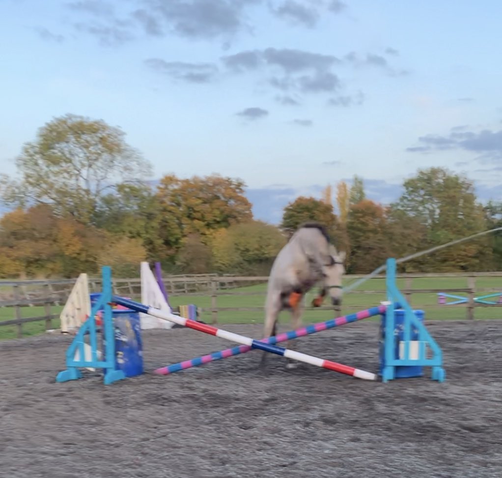 NewsEquine's tweet photo. Jumping my boy on the lunge this evening 😍 https://t.co/4hW74biY55