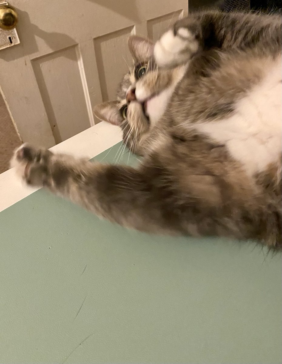 FINNTHEMOUSER's tweet photo. Happy #SillyTuesday From Finn!
💙💙😻💙💙🐾
#SillyTuesday🤗#CatsOfTwitter😻#ThePawBros😍🐾🐾🐾🐾🐾🐾🥰😻😘🥰 https://t.co/8A3IdfcvTA
